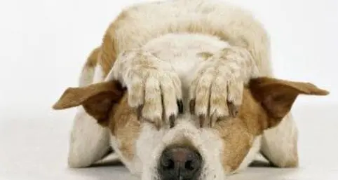 «Stop ai fuochi della Notte di fiaba, gli animali soffrono e muoiono»