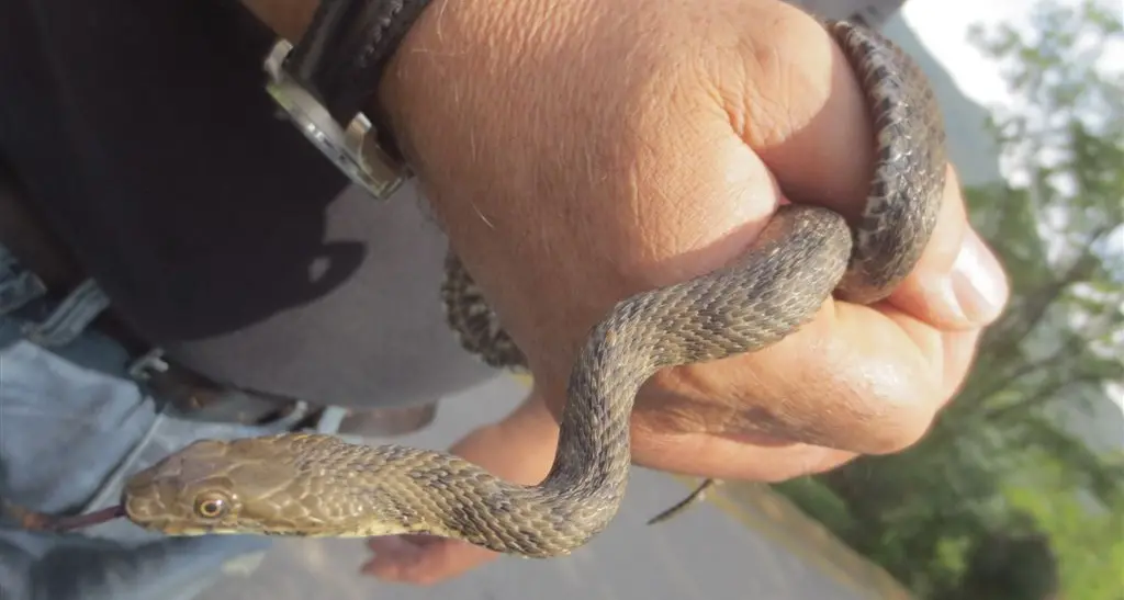 Arco: la Natrice torna libera nel Sarca, animale innocuo scambiato per vipera