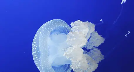 Accerchiate da meduse, ragazzine salvate guardia costiera