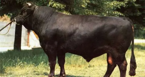 Toro a spasso in autostrada, E45 bloccata per un paio d'ore