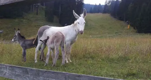 Tredici asinelli a spasso tra la curiosità generale