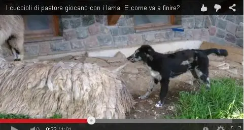 I cuccioli stuzzicano il lama: come va a finire?