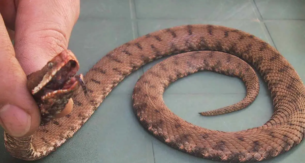 La vipera morde il fotografo curioso
