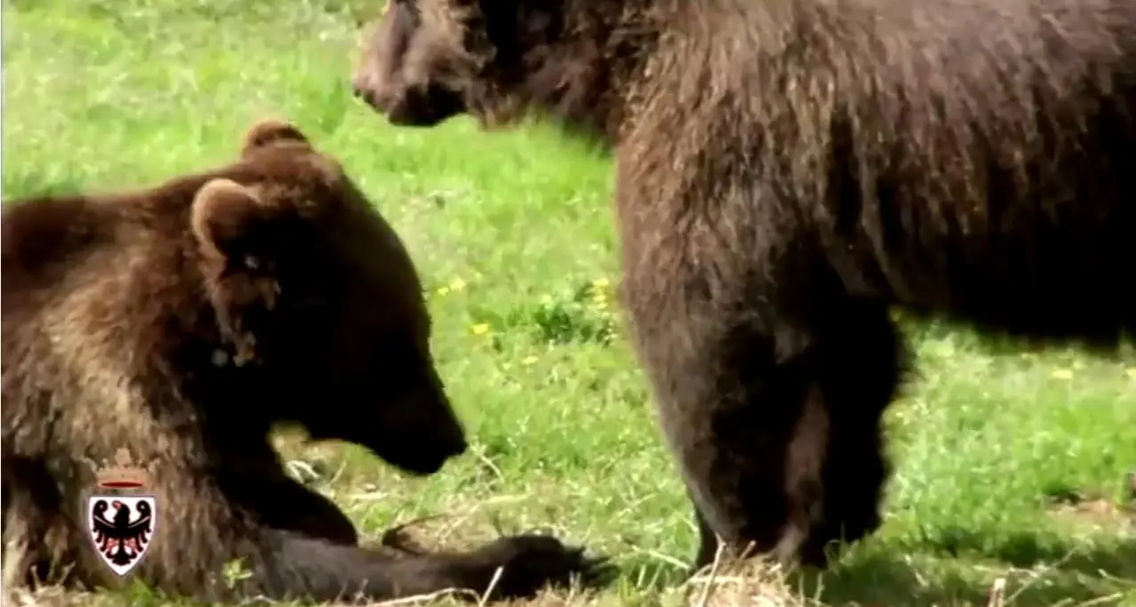 Se incontrate un orso, comportatevi così In un VIDEO il decalogo della Provincia