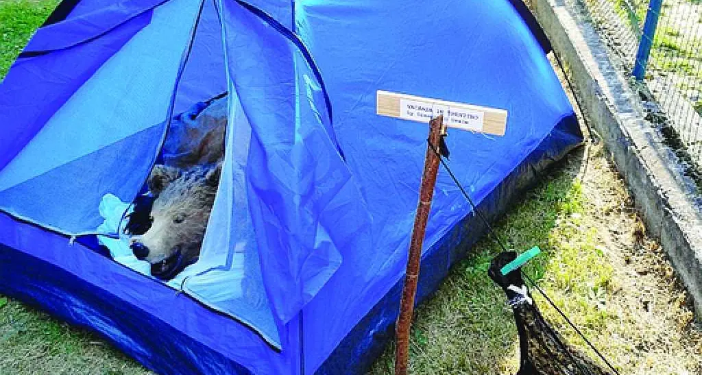 L'orso nella tenda spopola tra i turisti, ecco l'installazione «Vacanze in Trentino»