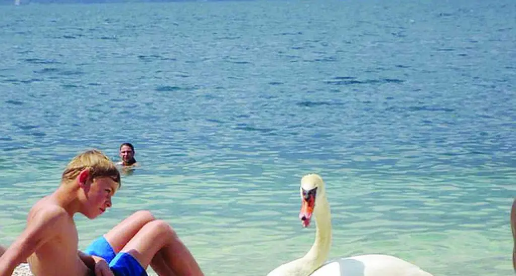 Cigno salvato dai bagnanti