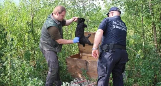 Nella discarica spunta un coniglio: salvato dalla polizia municipale
