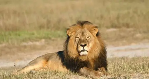 Dentista Usa uccide (e decapita) il leone più protetto d'Africa