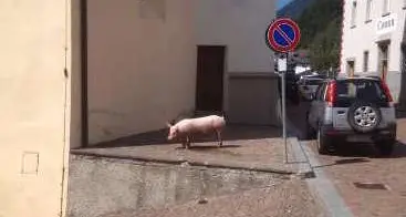 Un maialino in libera uscita per il paese