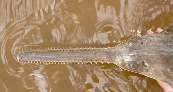 Il pesce sega si riproduce Senza sesso, ovviamente
