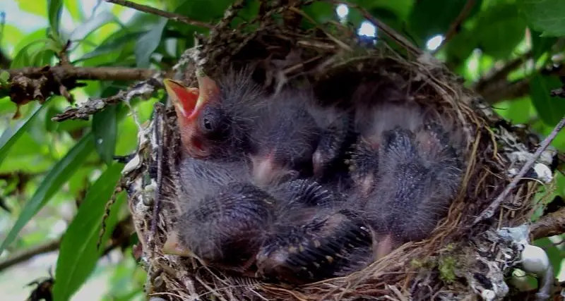 Super lavoro per centro avifauna, nel 2017 record di uccelli bisognosi