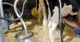 Festa del latte, il primo giugno è il World Milk Day