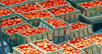 Falsi contratti agricoli per ottenere le indennità