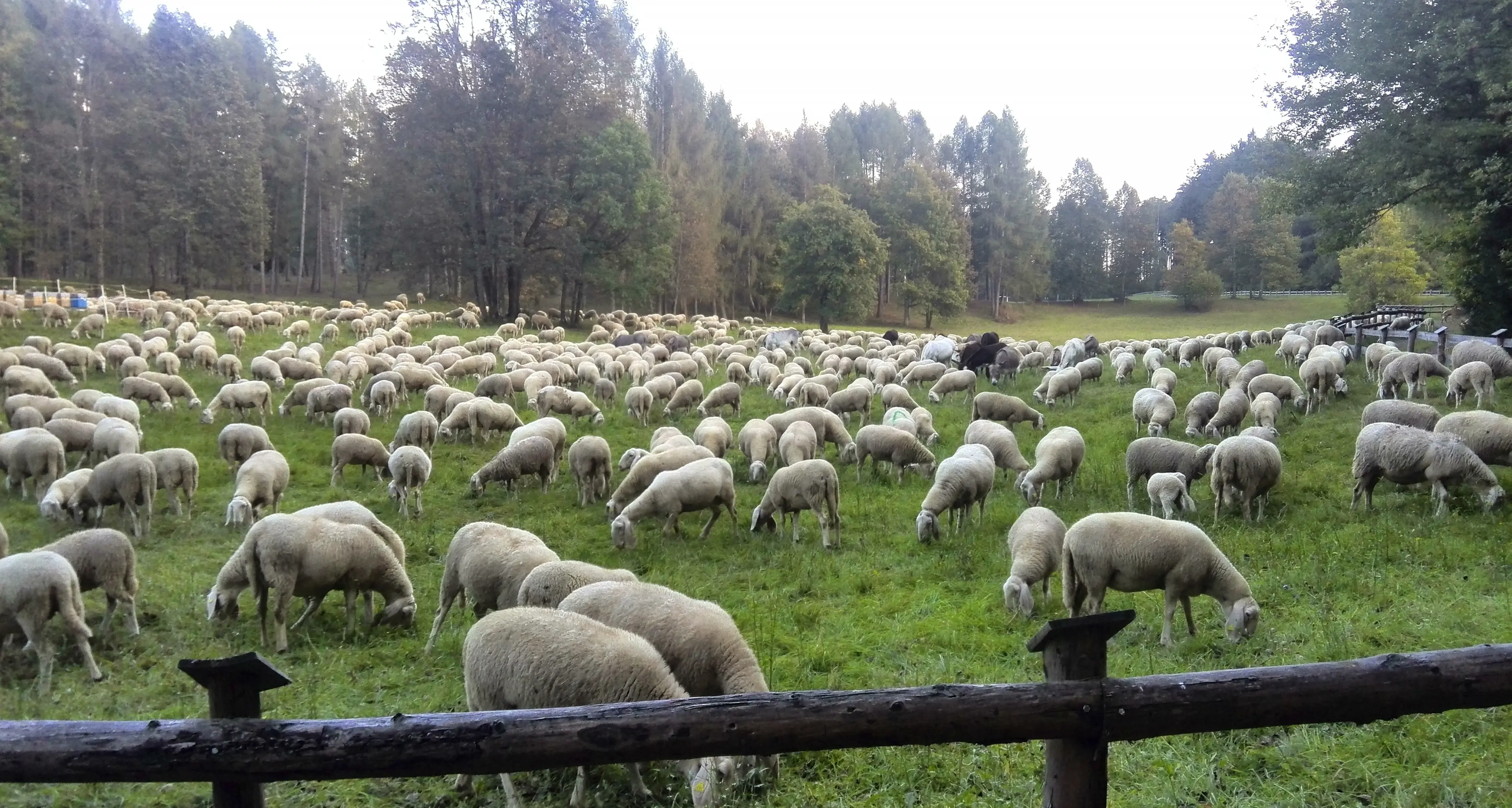 Allevatori: «Orsi e lupi, minaccia per gli alpeggi»