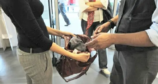 Per il furto di due magliette da 23 euro schiva la maxi multa grazie al «fatto lieve»