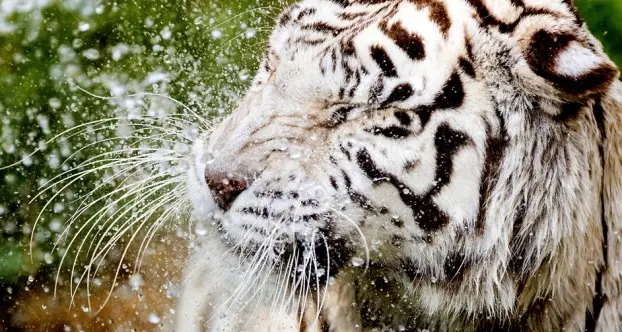 Flora e fauna selvatica a rischio nel 30% dei siti protetti