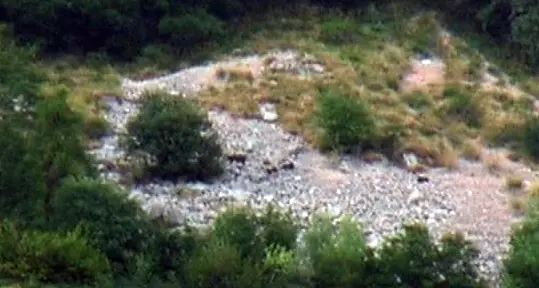 Mamma orsa con tre cuccioli a spasso sopra il lago di Cei