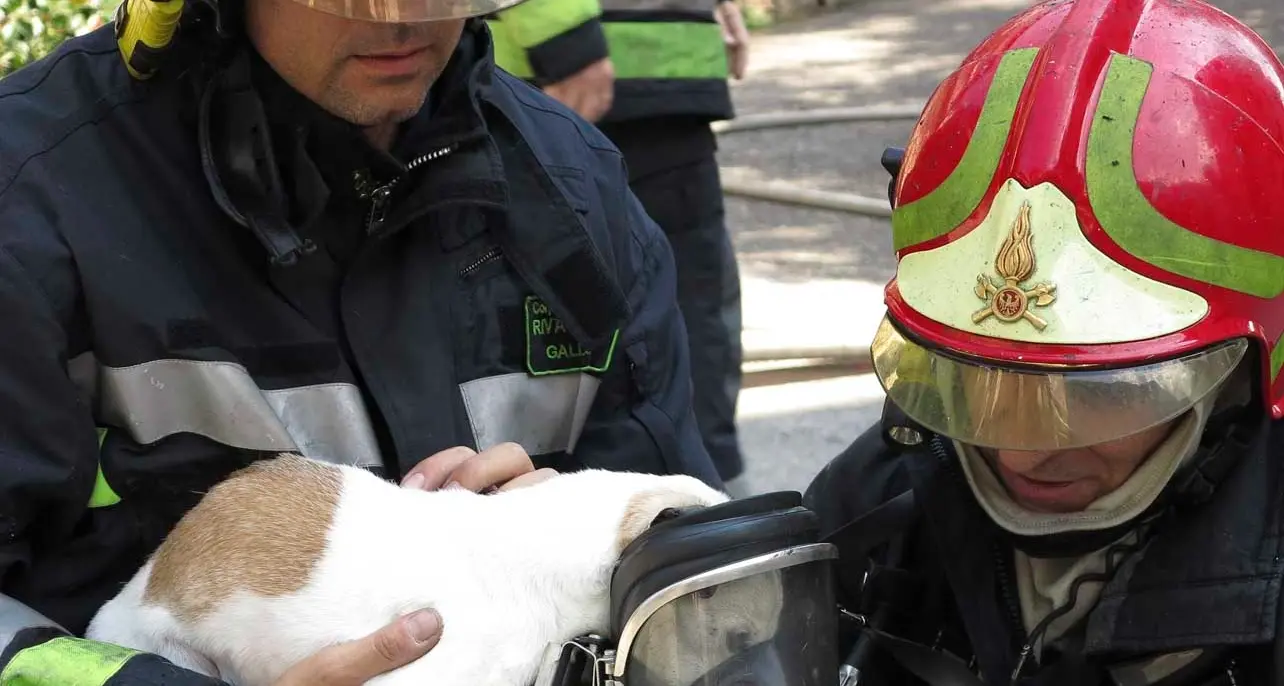 Chiarano, i vigili del fuoco salvano anche il cagnolino