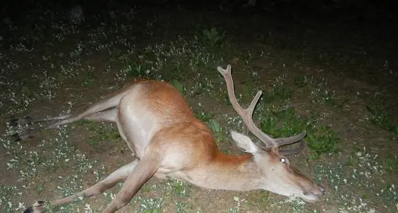 Carne di cervo e capriolo: la Provincia vara i \"Centro di controllo\"