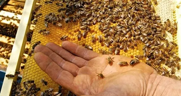 Api con «lo zainetto» per capire i loro segreti