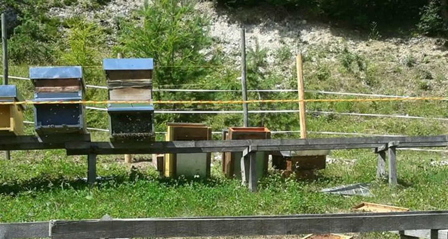Lover, l'orso goloso ritorna per la quinta volta
