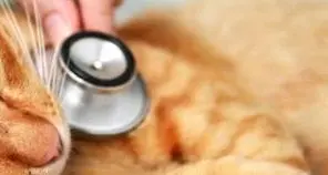 Fassa, gatta avvelenata, il veterinario la salva