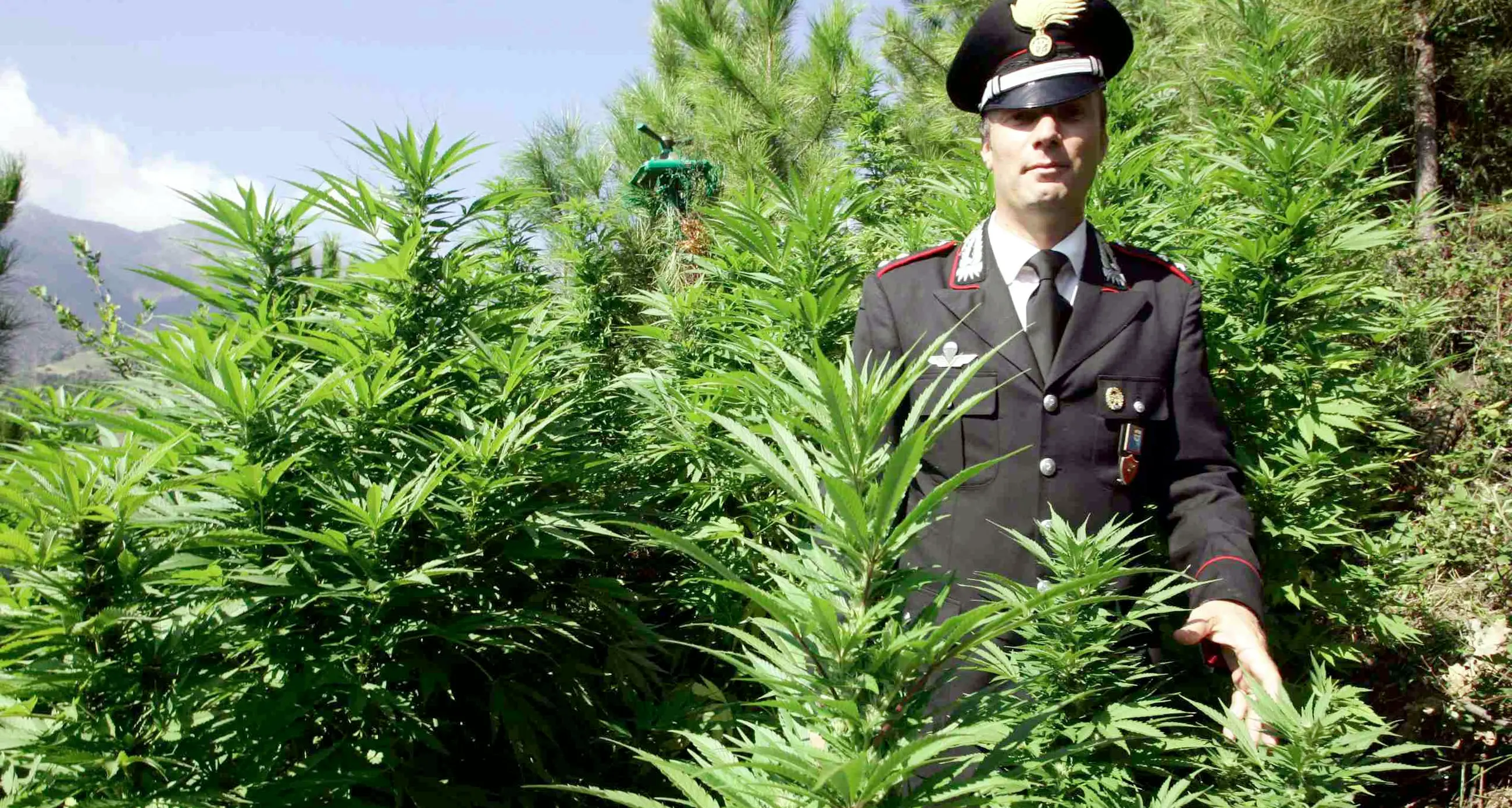 La bolletta stratosferica nascondeva una moderna piantagione di marijuana
