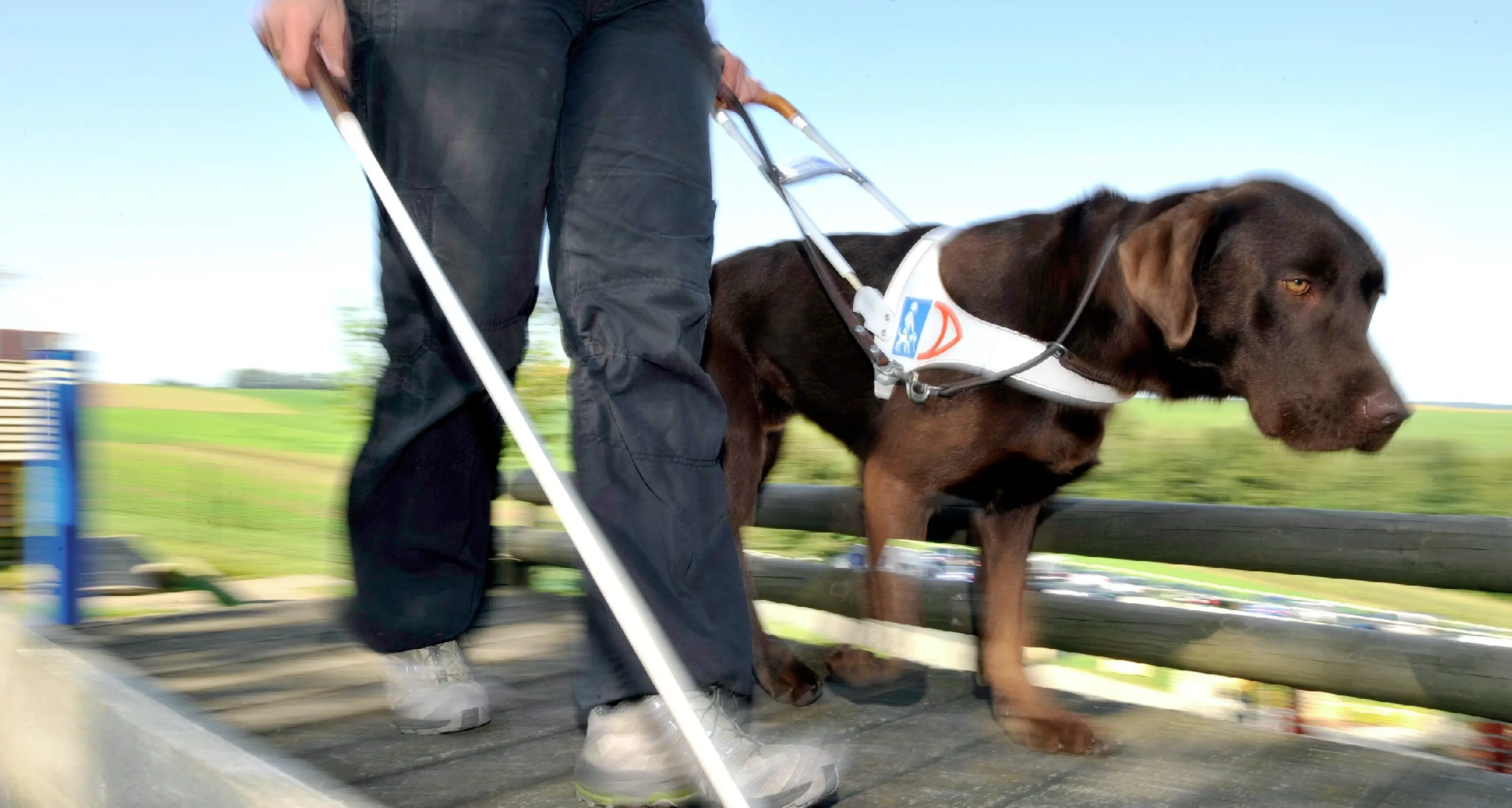 Cane guida troppo grande. Cieca lasciata a piedi