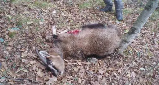 Strage di capre e manze per un branco di randagi