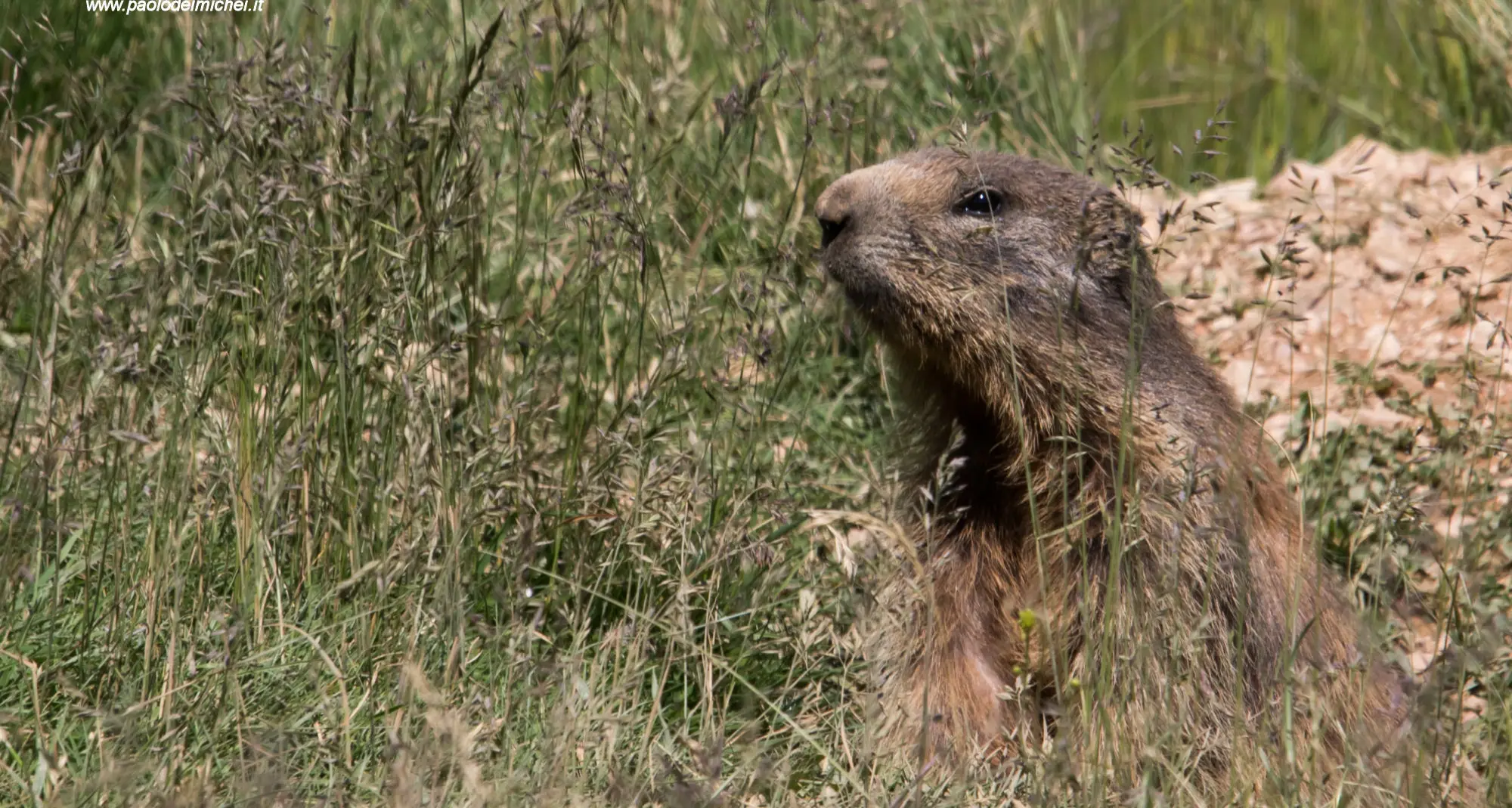 Decreti sulla caccia alla marmotta Durnwalder condannato a pagare