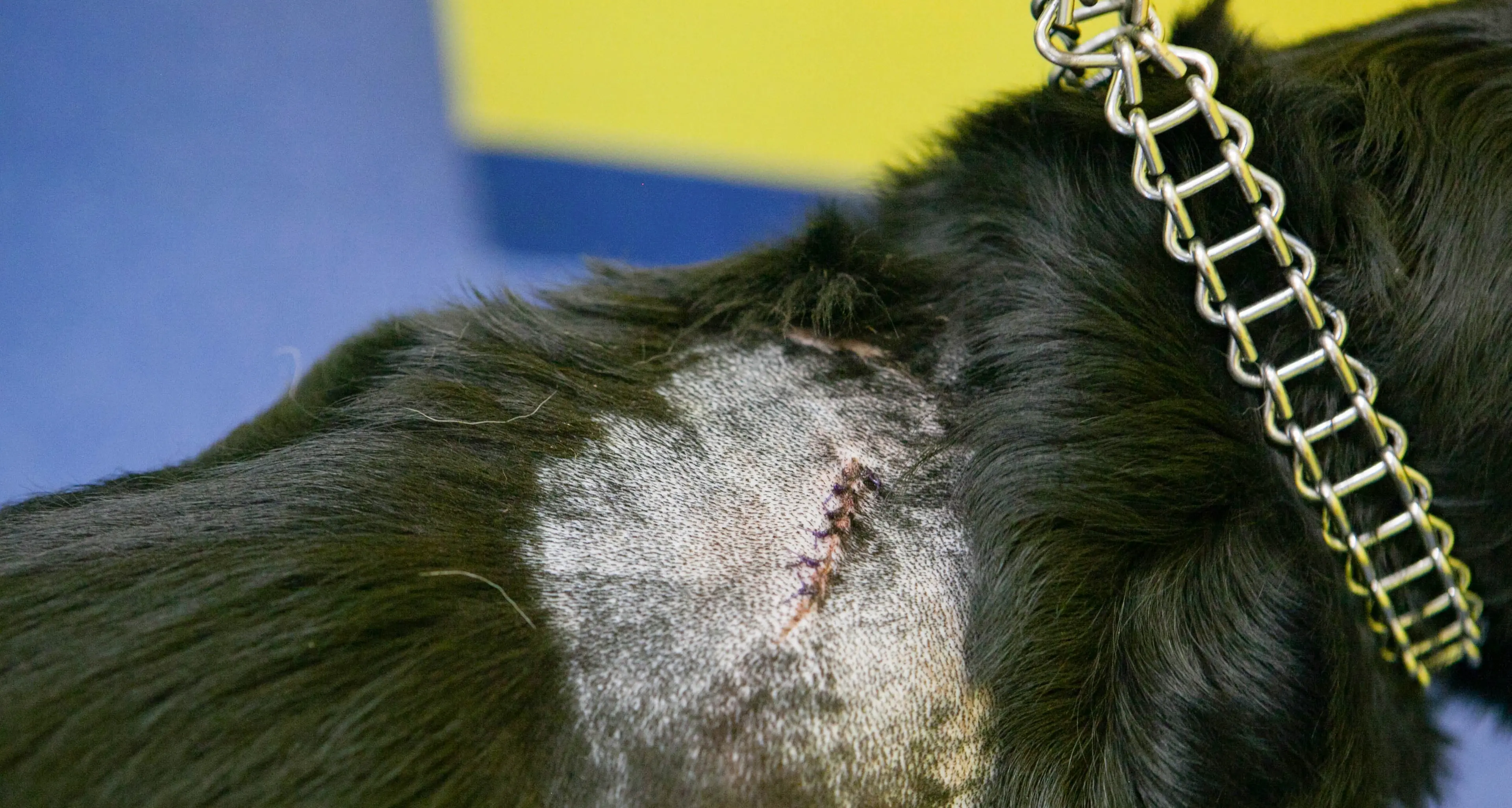 Romeno, si scaglia contro il cane a colpi di accetta
