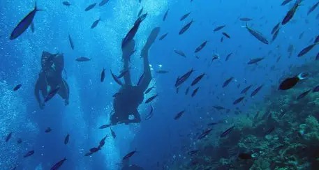 Giornata mondiale degli oceani, meno del 4% è protetto