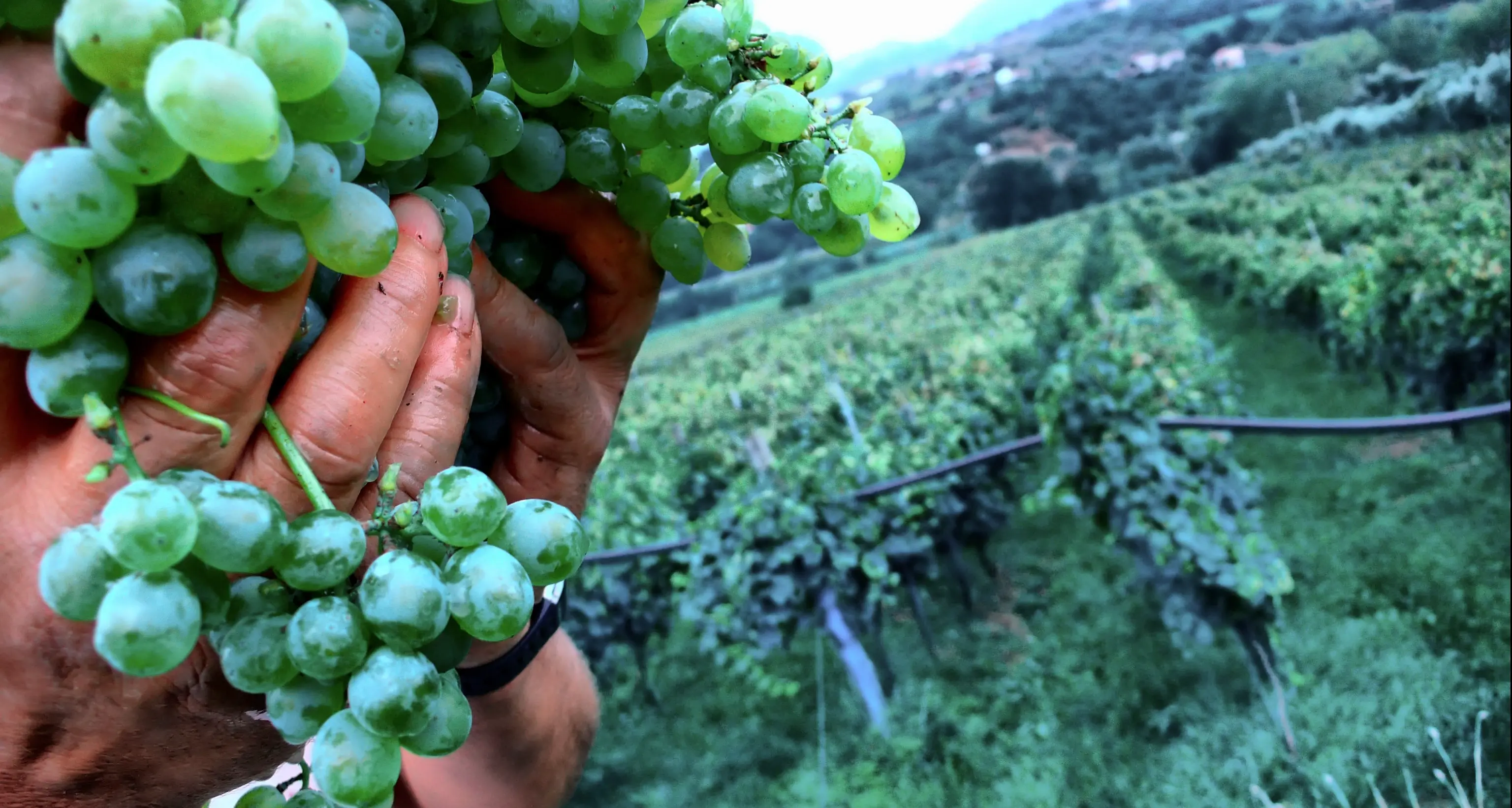 Agricoltura di montagna Agevolazioni in arrivo