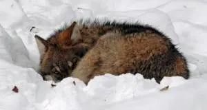 Belluno, animalisti mobilitati contro la caccia alla volpe