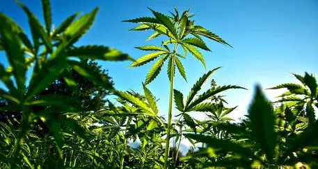 L'Alto Adige chiede di produrre cannabis per uso medico