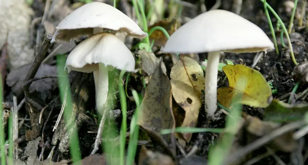 Allarme funghi, venti in ospedale