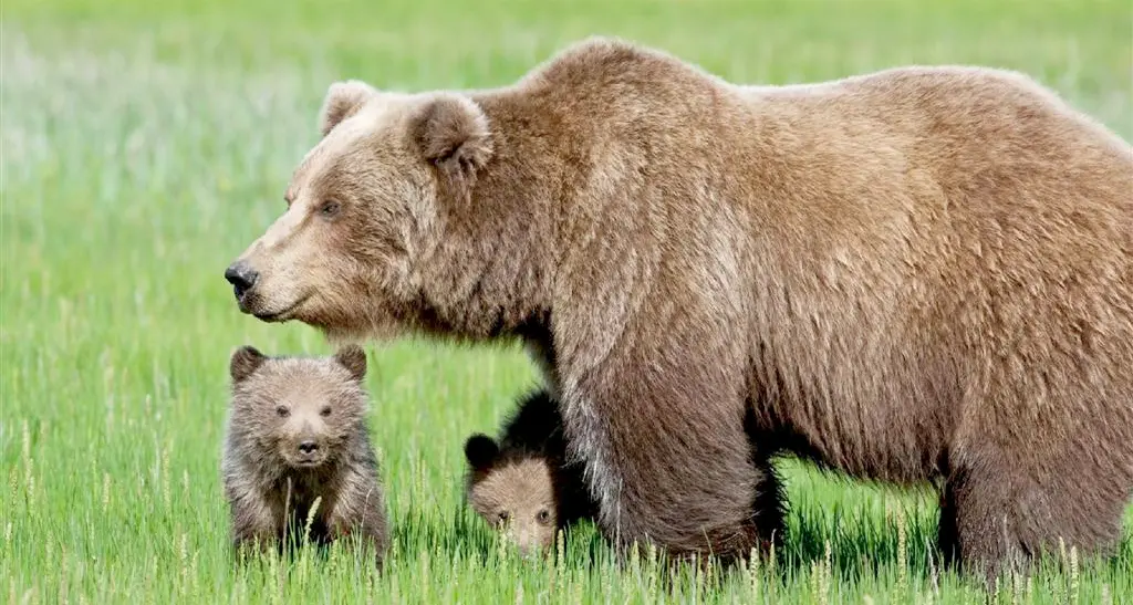 Piano per i cuccioli di Daniza, Ok degli esperti