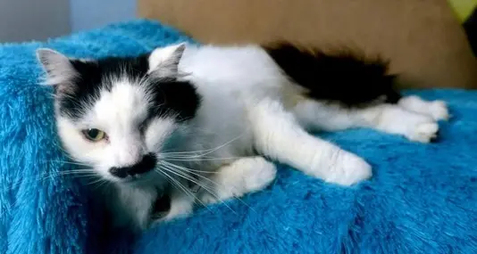 Quasi ucciso il gatto che ricorda Hitler