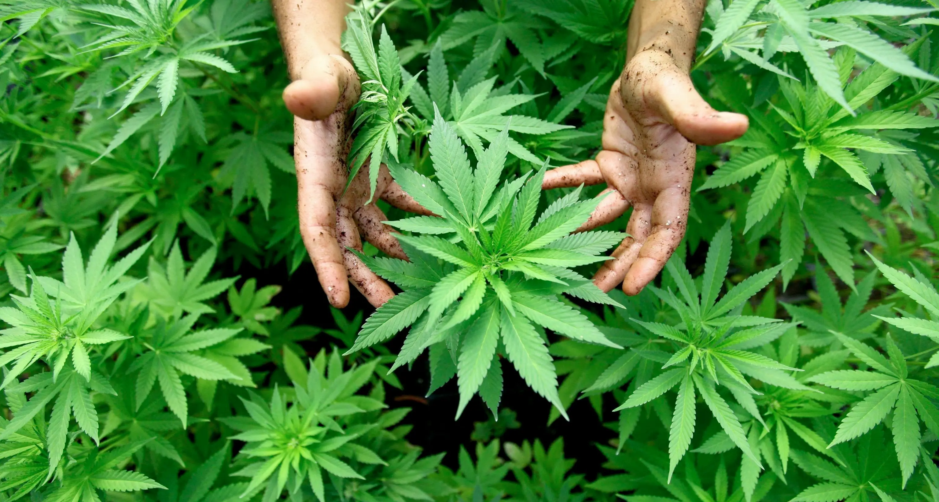 Torcegno, coltivazione casalinga di marijuana