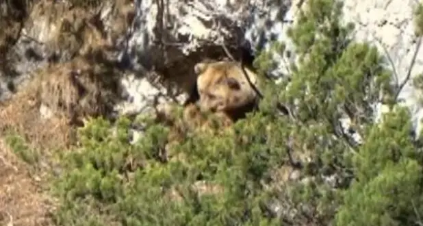 Un video riprende l'orso che prepara la tana per il letargo