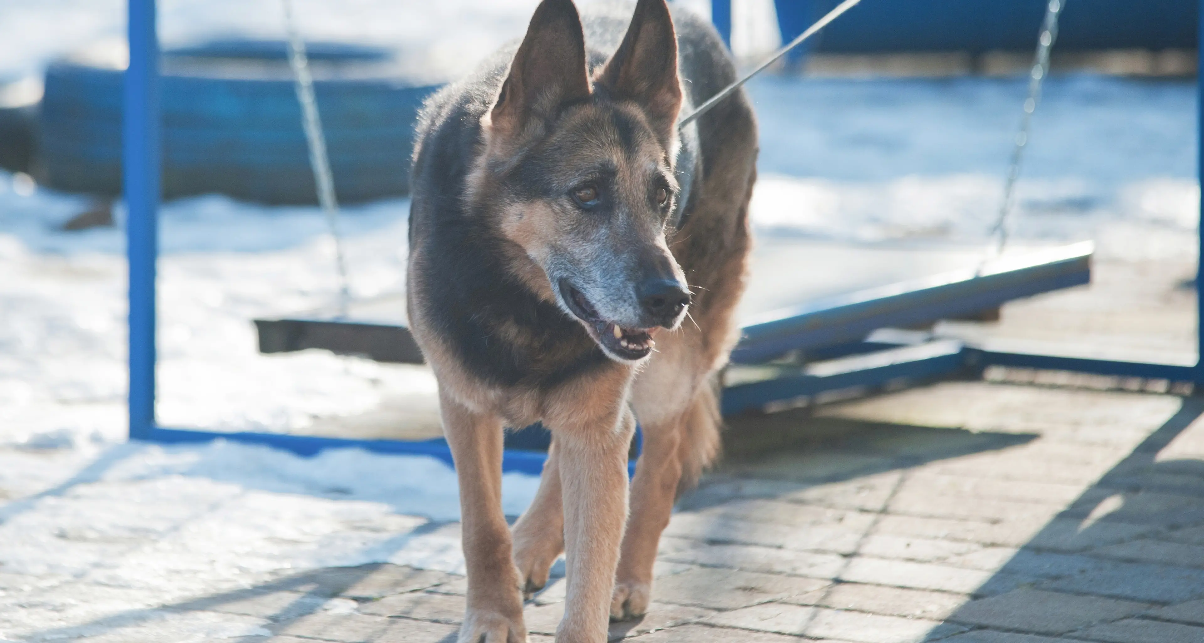 Rocky è rimasto solo: ha 15 anni e cerca una casa
