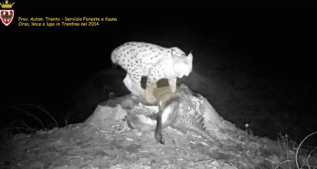 Orso, lince e lupo in Trentino nel 2014