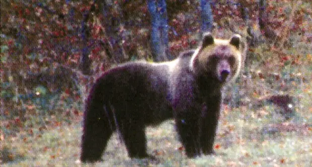 Orso entra in una scuola indiana, 26 bambini feriti