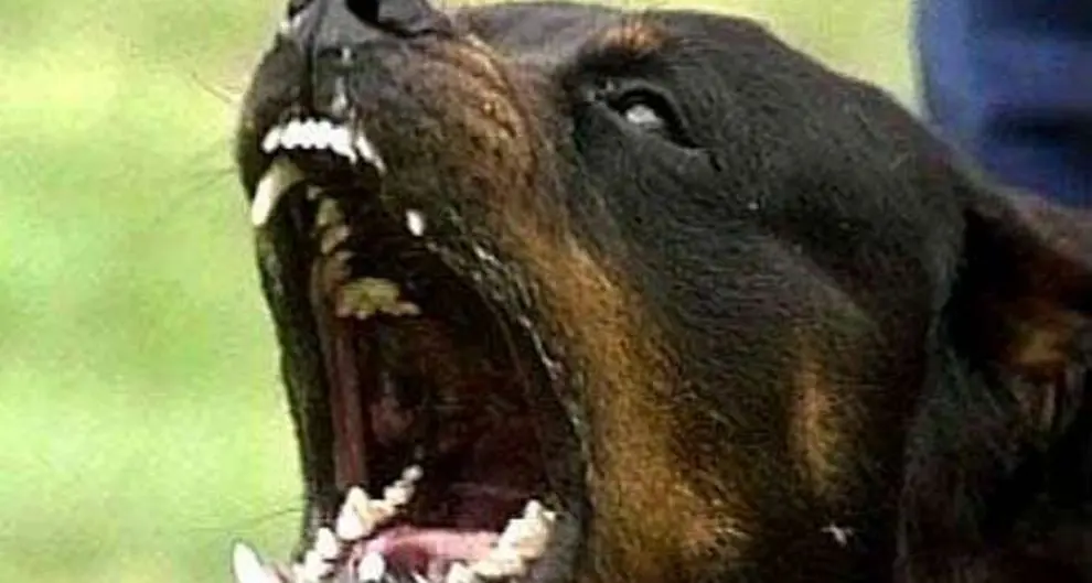 Aggredita da rottweiler 120 punti sutura ad anziana