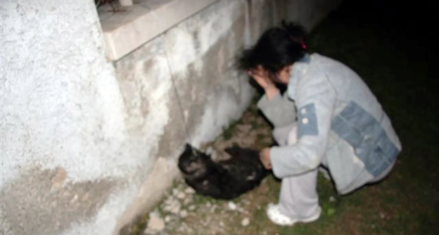 Gatto «impiccato» a Bosentino: era morto per cause naturali