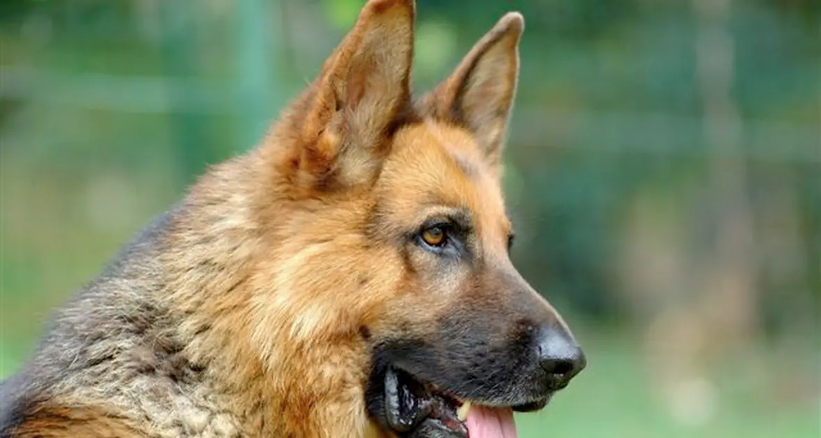 Addio a Noah, il cane eroe che ha fatto da scudo a un bimbo