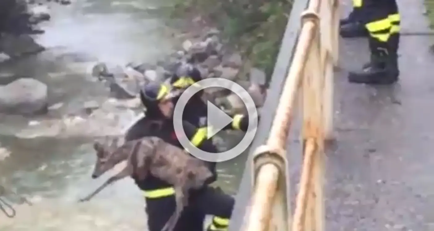 Il salvataggio del capriolo caduto nel fiume e ferito