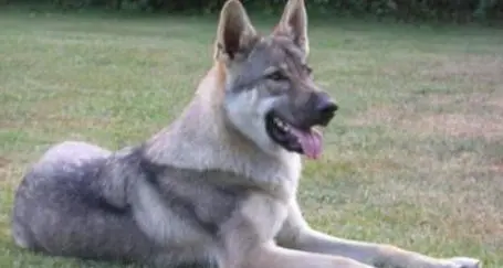Tenta di rapinare una ragazza Ma il cane lo mette in fuga