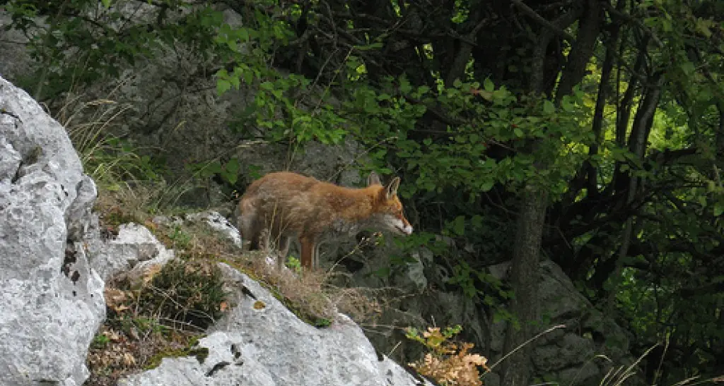 Upt: troppe volpi in Trentino Ipotesi piano di abbattimento