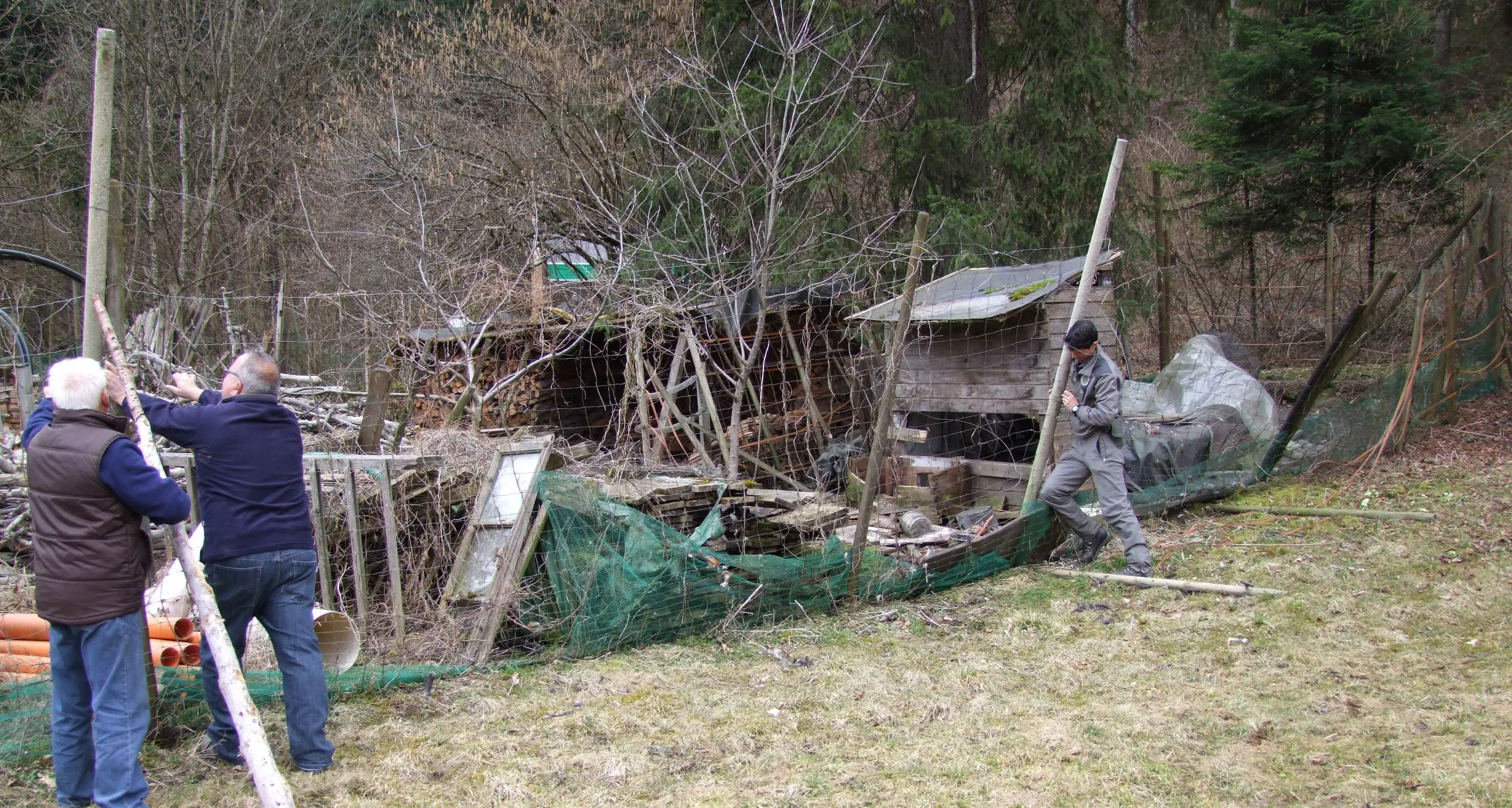 L'orso torna a finire la sua «cena»: sbranate le ultime tre galline di Mostizzolo